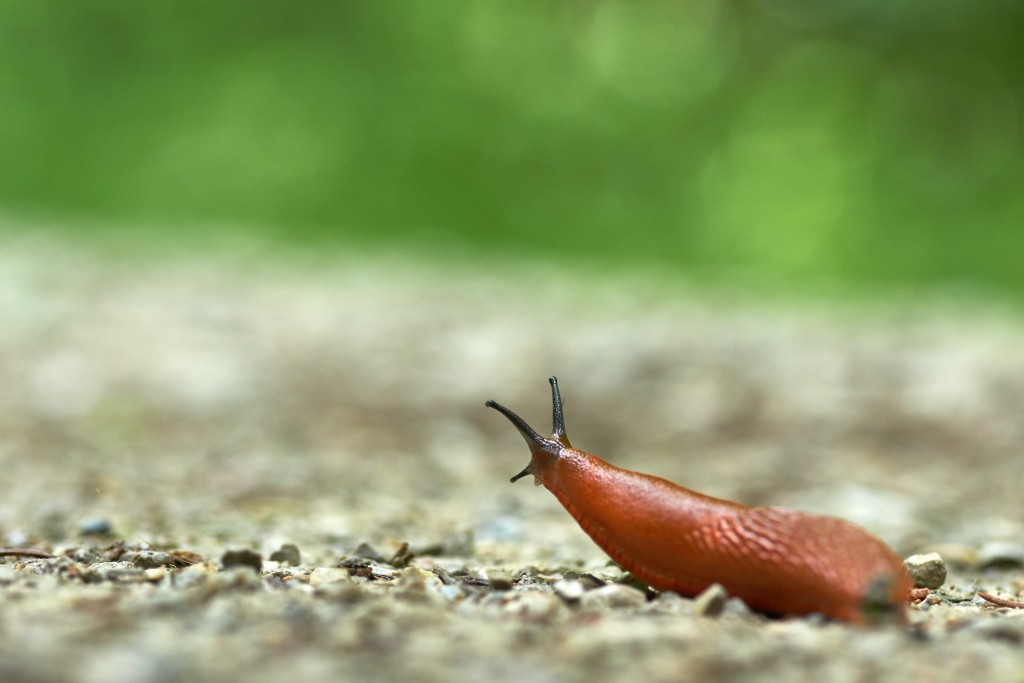 Slimáků se můžete zbavit pomocí Coca-Coly
