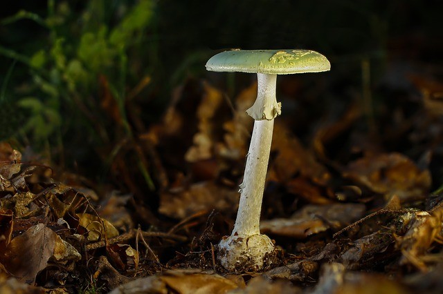 Muchomůrke zelená patří naše smrtelně jedovaté houby.