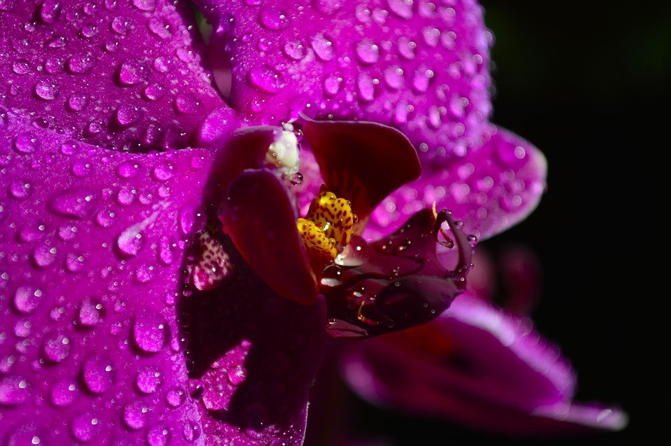 Orchideje Phalaenopsis jsou vděčné rostliny, které nevyžadují příliš času