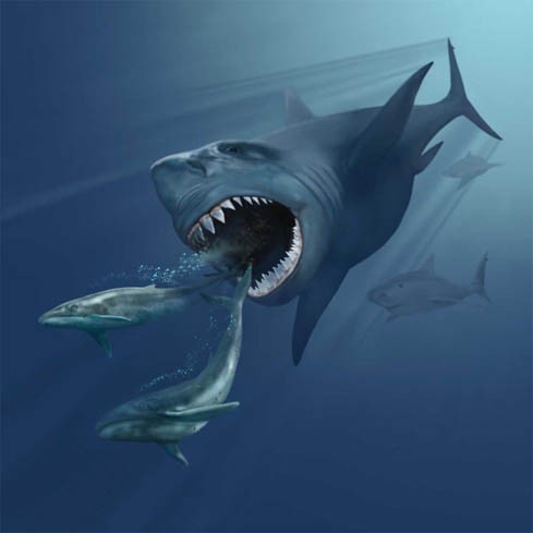 Megalodon útočící na kytovce Eobalaenoptera