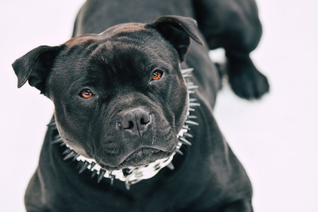 Pitbull napadl svou majitelku a způsobil jí zlomeniny a tržné rány