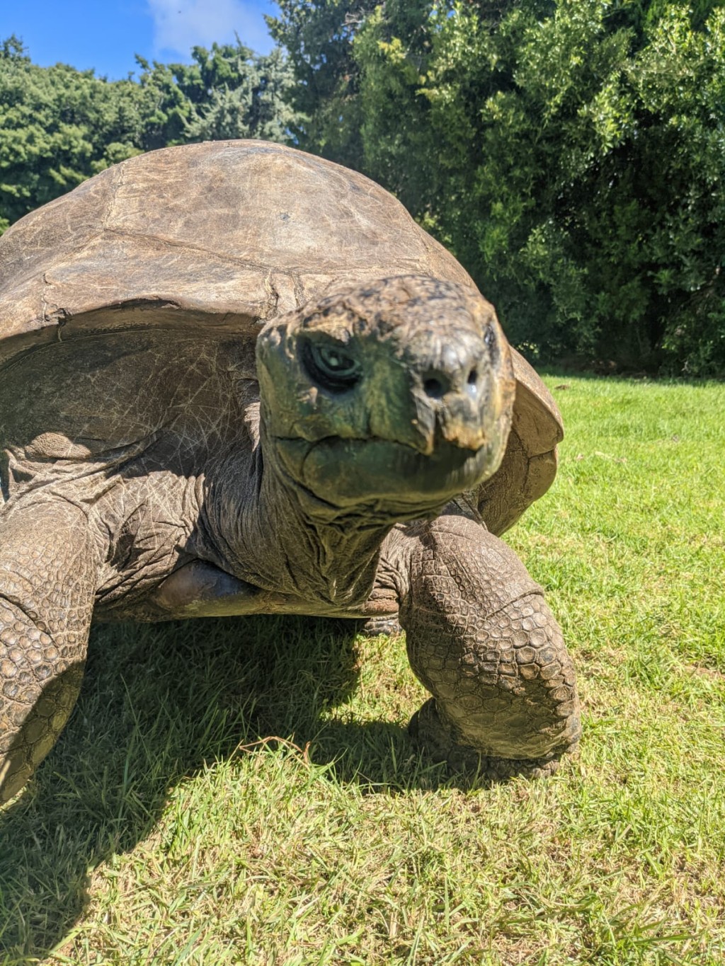 Nejstarší zvíře na světě želvák obrovský Jonatán