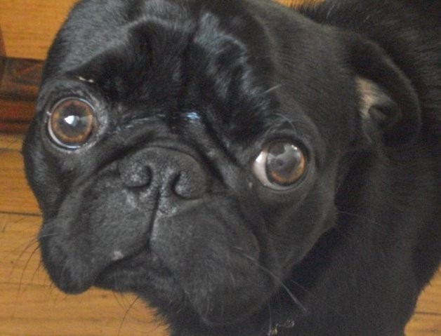 Černý mops