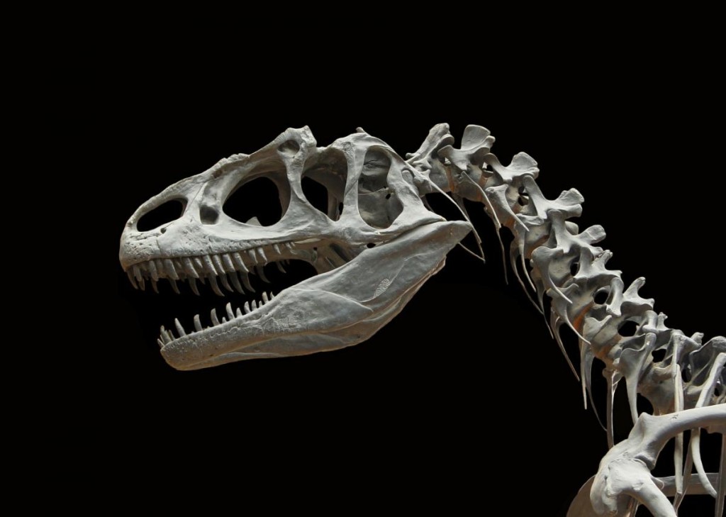 Ve Francii paleontologové našli kost starou 140 milionů let