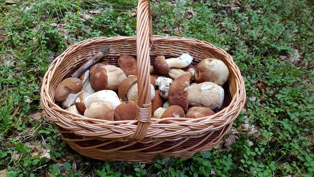 Už máte jasno, co budete dělat o víkendu?