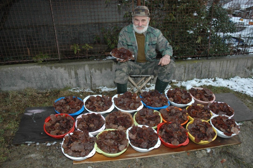 A pak, že nerostou! Jidášovo ucho pro celou vesnici