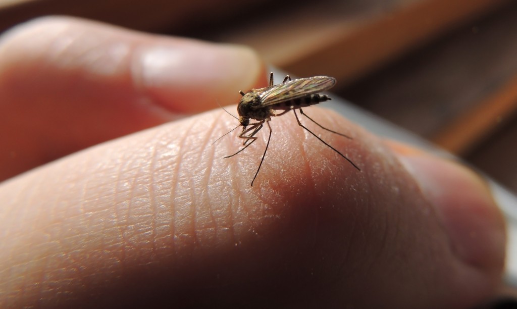 Zbavit se komárů vám může pomoci obyčejný česnek a hřebíček