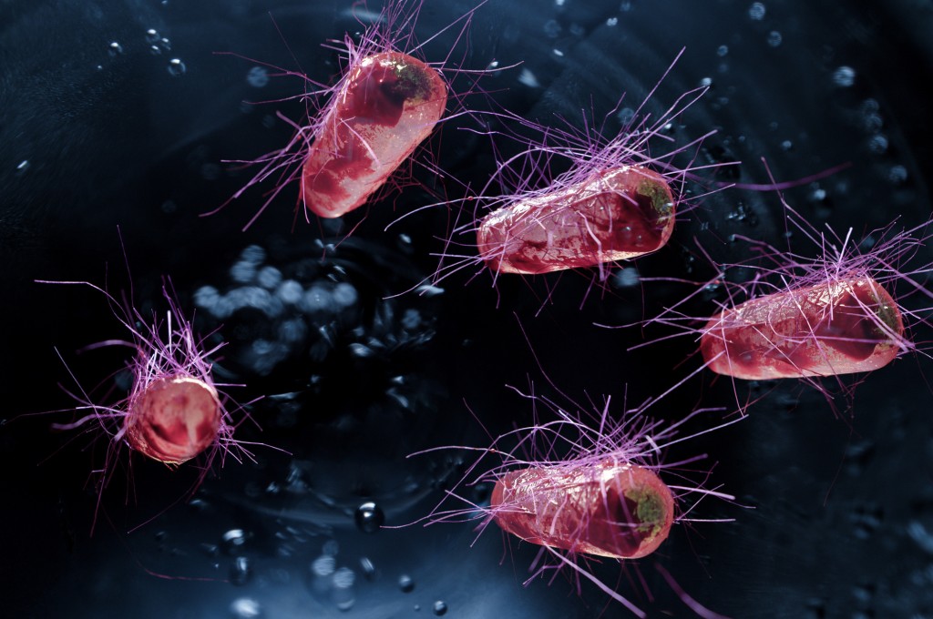 Modelovým organismem byly bakterie Escherichia coli