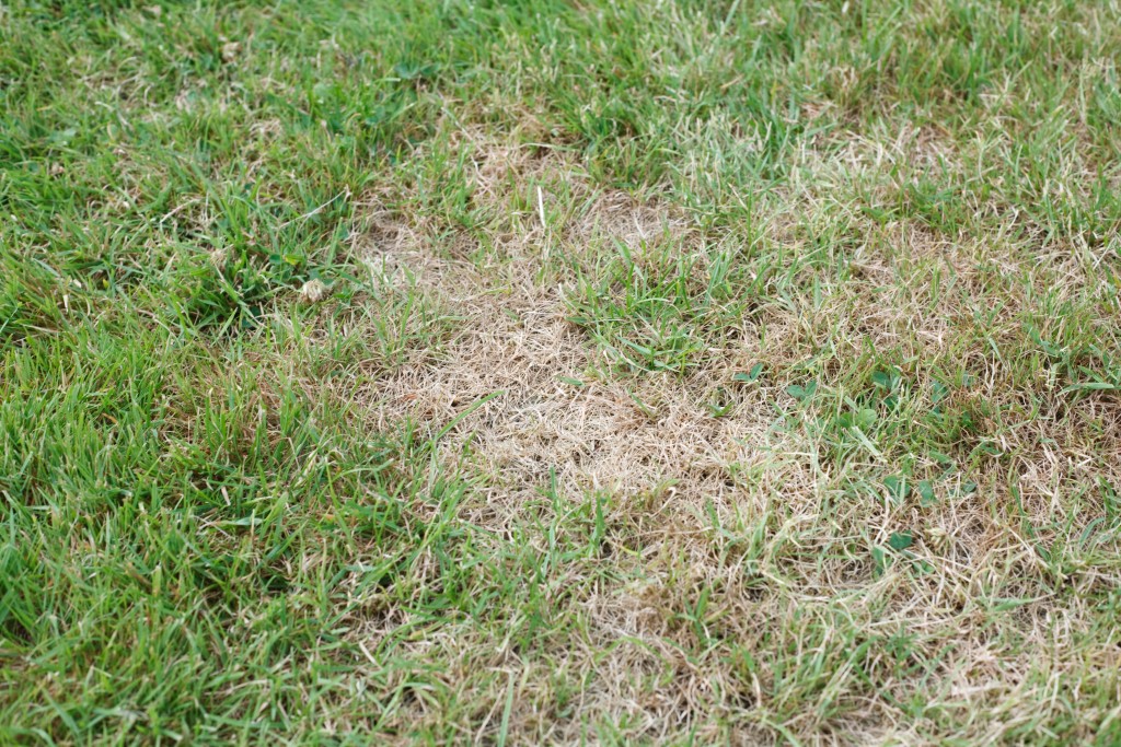 Nevzhlednému suchému trávníku lze předejít mimo jiné i sekáním trávy na vyšší nastavení