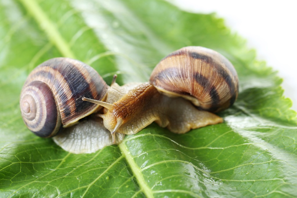 Šneků se můžete zbavit i pomocí skořápek od vajíček
