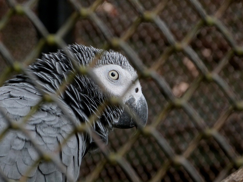 Sprostí papoušci šedí se stali noční můrou ředitele zoo