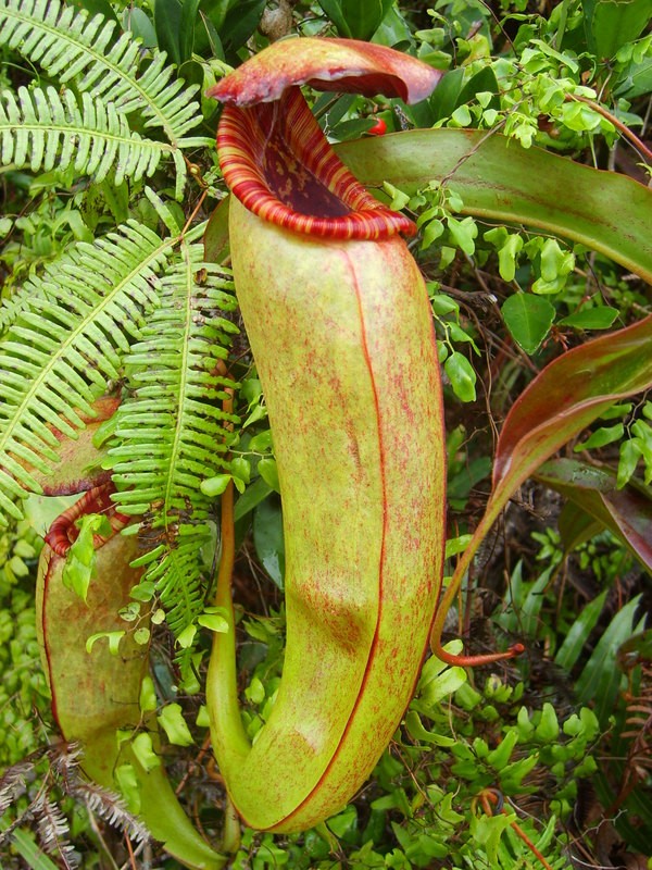 Nepenthes bokorensis v celé své kráse, pokud poklop zavře a je nafocena ze správného úhlu, připomíná penis