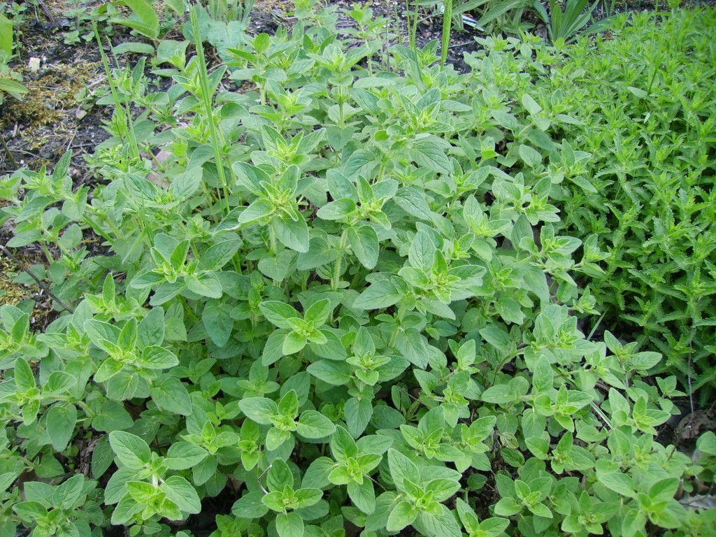 Oregano