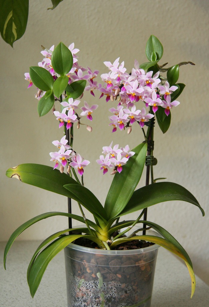 Phalaenopsis je druh orchideje, který je nejméně náročný na péči