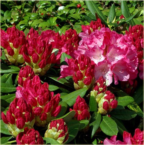 Rododendron