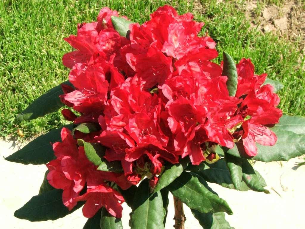 Rododendron má rád slunce i stín